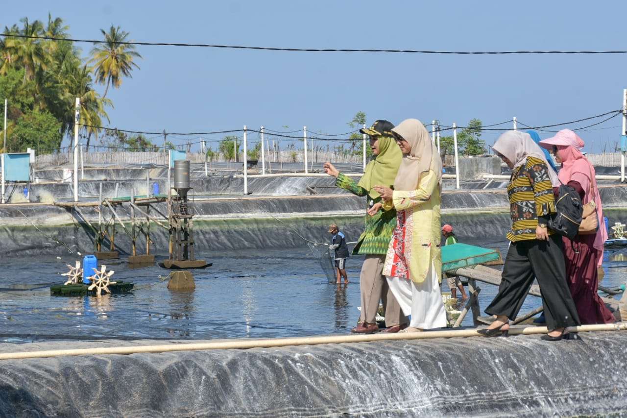 BUDIDAYA UDANG DI KLU DIHARAPKAN TINGKATKAN EKONOMI DAN TURUNKAN KEMISKINAN