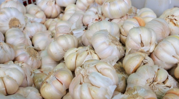 Gubernur NTB dukung HKTI hasilkan produk benih dari bawang putih Lombok Timur