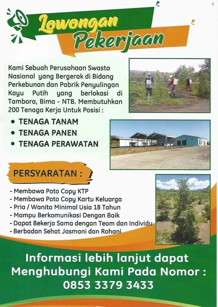 PERUSAHAAN KAYU PUTIH BUKA LOWONGAN, GUBERNUR NTB BERI APRESIASI